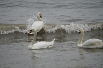 swans birds and seagulls in Black sea at Varna - BG © Miralem
