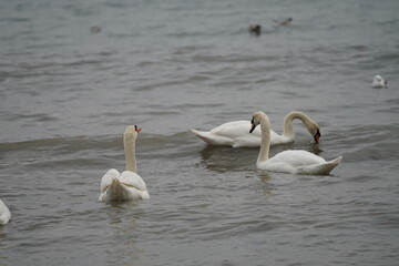 swans birds and seagulls in Black sea at Varna - BG © Miralem