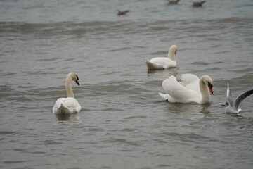 swans birds and seagulls in Black sea at Varna - BG © Miralem