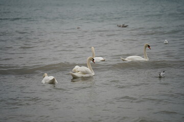 swans birds and seagulls in Black sea at Varna - BG © Miralem