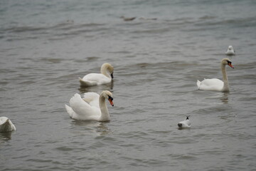 swans birds and seagulls in Black sea at Varna - BG © Miralem