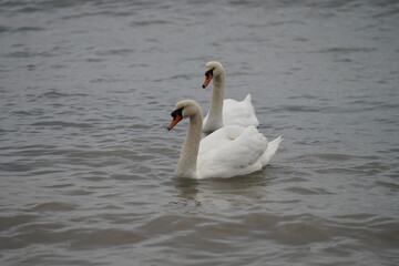 swans birds and seagulls in Black sea at Varna - BG © Miralem
