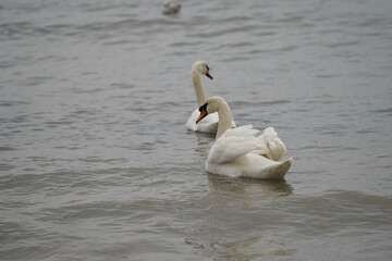 swans birds and seagulls in Black sea at Varna - BG © Miralem