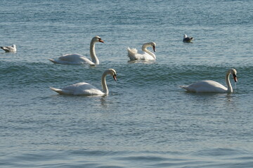 swans birds and seagulls in Black sea at Varna - BG © Miralem