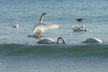 swans birds and seagulls in Black sea at Varna - BG © Miralem