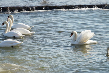 swans birds and seagulls in Black sea at Varna - BG © Miralem