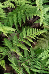 Lush green fern leaves texture background in natural soft light © Наталия Чернова