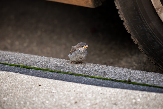House Sparrow (Passer domesticus) fledgling waiting for its parents in an urban environment in Ljubljana, Slovenia
