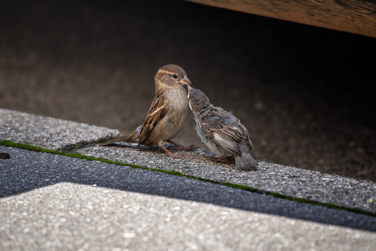 Adult female House Sparrow (Passer domesticus) feeding its fledgling chick beak to beak in an urban environment in Ljubljana, Slovenia