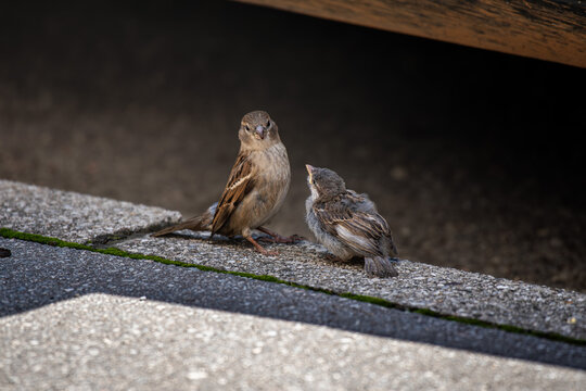 Female House Sparrow (Passer domesticus) with a funny surprised expression standing next to its fledgling chick on a concrete ledge