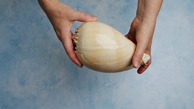 Female hands gently turning large seashell against clean blue background. Minimal coastal concept, marine nature, summer travel,  tactile exploration. 