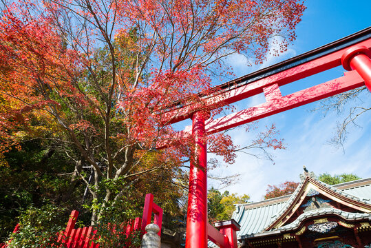 高尾山薬王院_御本社の鳥居と紅葉風景（東京都八王子市）