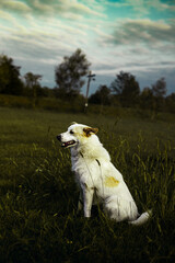 Fototapeta premium dog in the field