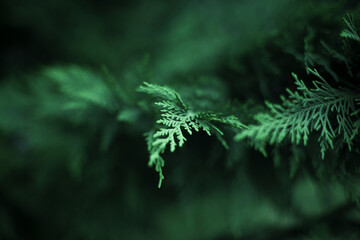 green fern leaves © emre