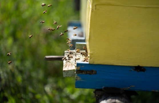 Industrious bees diligently gather meadow honey.