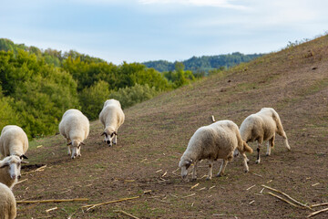 Flock of sheep grazing on a green pasture in a hilly mountain landscape © Sergey Fedoskin
