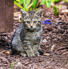 sad homeless kitten © Bob