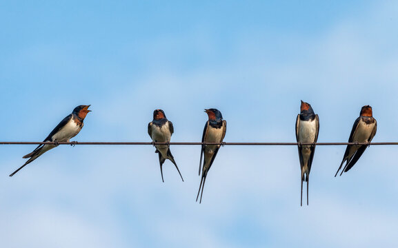 small flock of barn swallows perched on wires against a blue sky, chirping