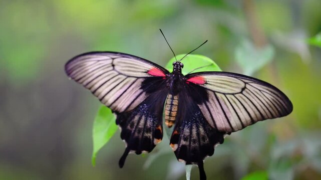 Open-Wing Butterfly Showing Dark Veins and Red Patches
