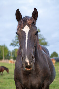 Photorealistic horse head captured in natural light, highlighting the elegant white facial stripe, soft muzzle details, and powerful equine features.