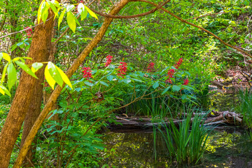 Leafy glade with pond at IJAMS Park, Knoxville, Tennessee, USA. © Claire