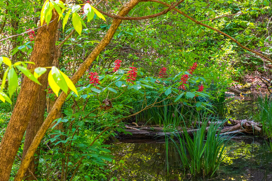 Leafy glade with pond at IJAMS Park, Knoxville, Tennessee, USA.