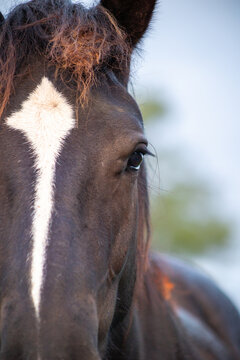 Photorealistic horse head captured in natural light, highlighting the elegant white facial stripe, soft muzzle details, and powerful equine features.