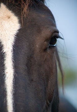 Detailed close-up portrait of a black horse with a distinctive white blaze, expressive eye, flowing mane, and richly textured dark coat.