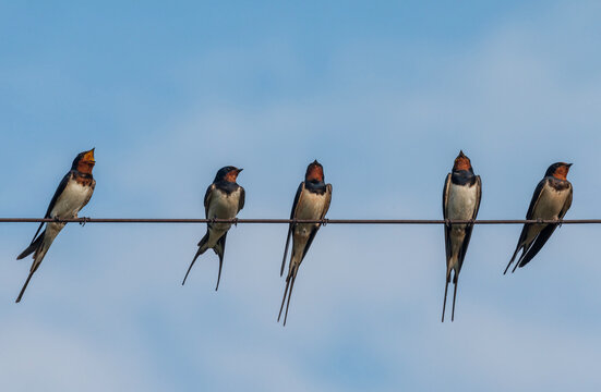 barn swallows perched on wires against a blue sky, chirping