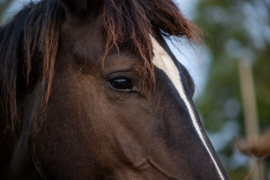 Intimate equine portrait showing a dark horse&rsquo;s face, glossy eye, tousled mane, and unique white marking against a softly blurred background.
