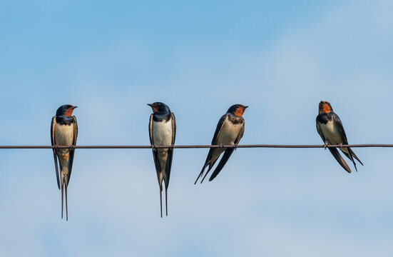  group of barn swallows perched on wires against a blue sky, chirping