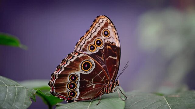 Brown Butterfly Showing Circular Eyespots on Closed Wings