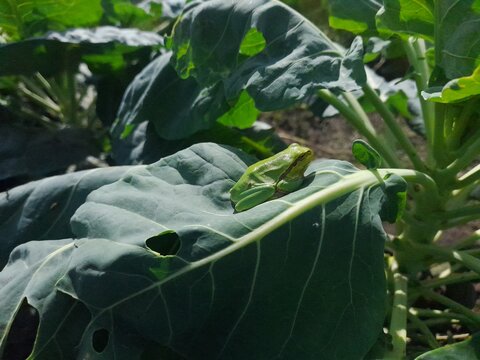 Frog on a leaf. European tree frog. Green frog on a Brussels sprout leaf.
