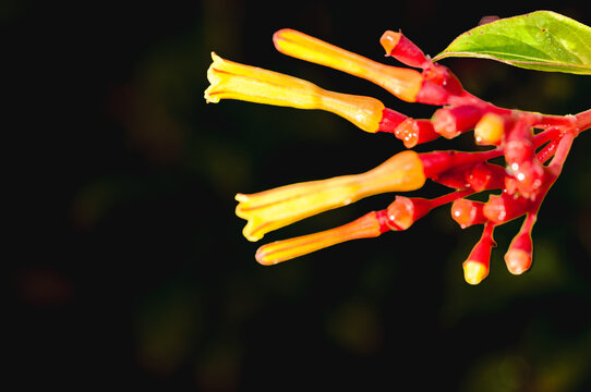 Side view, closeup of, a red and yellow, Chicklet Orange Trumpet flowers, in full bloom, wet from a tropical rain, with black background, under strobe lighting