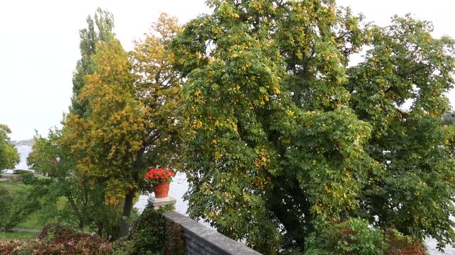 Stockholm, Sweden Chestnuts growing on a horse chestnut tree. 
