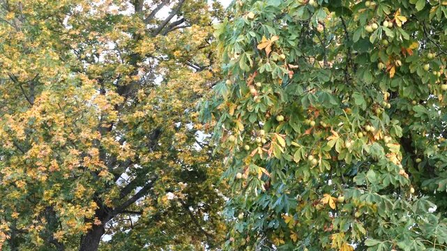 Stockholm, Sweden Chestnuts growing on a horse chestnut tree. 