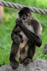 Spider monkey eating  © T H M Visuals 