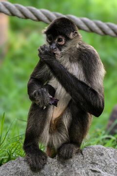 Spider monkey eating 