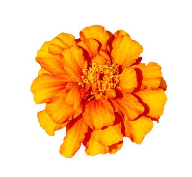 Orange marigold flower isolated on white background, vibrant Tagetes blossom with layered petals and detailed center for botanical and floral design