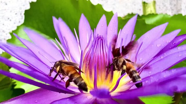 Large bee resting on a flower during rainfall as another bee arrives nearby, with visible raindrops creating a natural wet-weather scene and highlighting insect behavior in the rainy season.