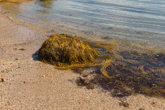 Coastal Rock Formations and Seaweed at Low Tide Deer Isle Maine