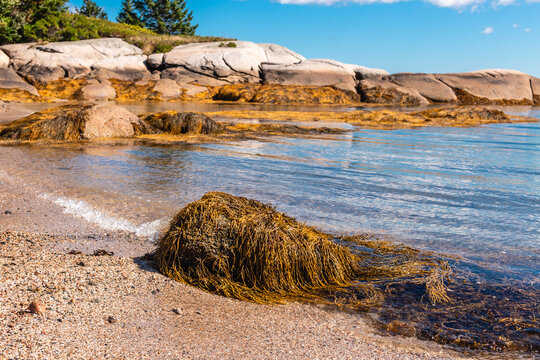 Large Coastal Rock Formations and Seaweed at Low Tide Deer Isle Maine