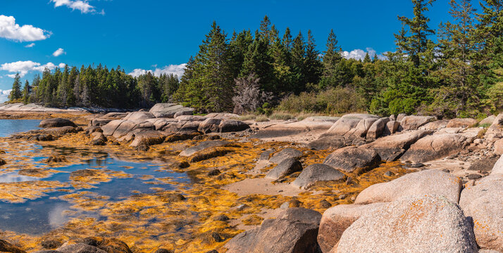 Large Coastal Rock Formations and Seaweed at Low Tide Deer Isle Maine