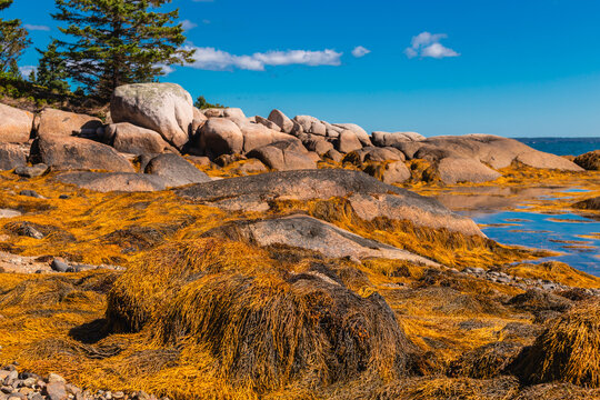 Large Coastal Rock Formations and Seaweed at Low Tide Deer Isle Maine