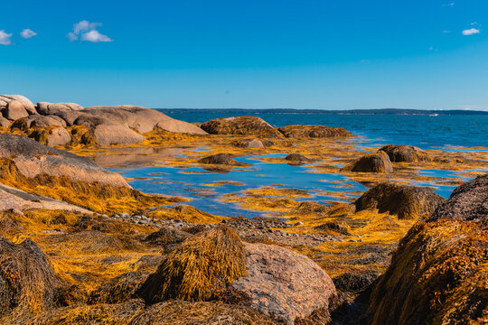 Large Coastal Rock Formations and Seaweed at Low Tide Deer Isle Maine