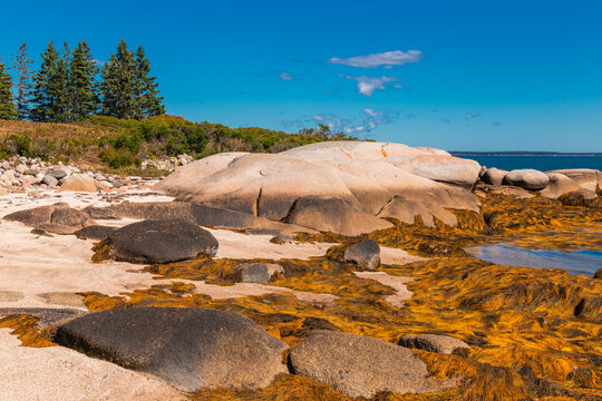 Large Coastal Rock Formations and Seaweed at Low Tide Deer Isle Maine