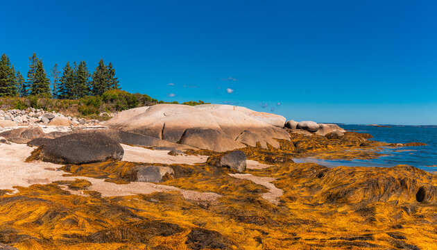 Large Coastal Rock Formations and Seaweed at Low Tide Deer Isle Maine
