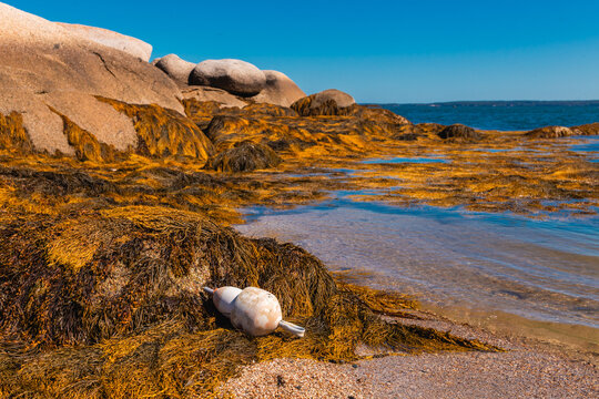 Large Coastal Rock Formations and Seaweed at Low Tide Deer Isle Maine