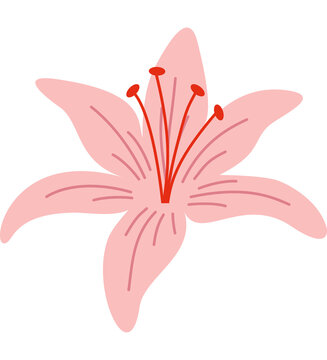 Hand Drawn Open Pink Lily Flower Vector Clipart Elegant Botanical Floral Illustration for Poster and Print