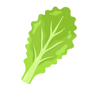 Lettuce Piece Illustration